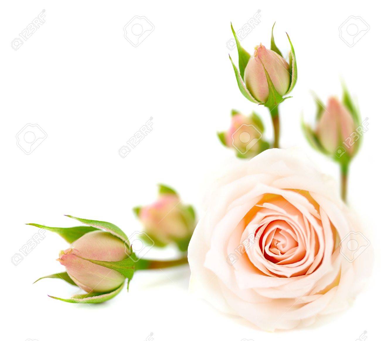 1300x1162 Fresh Pink Roses Border Isolated On White Background Stock Photo