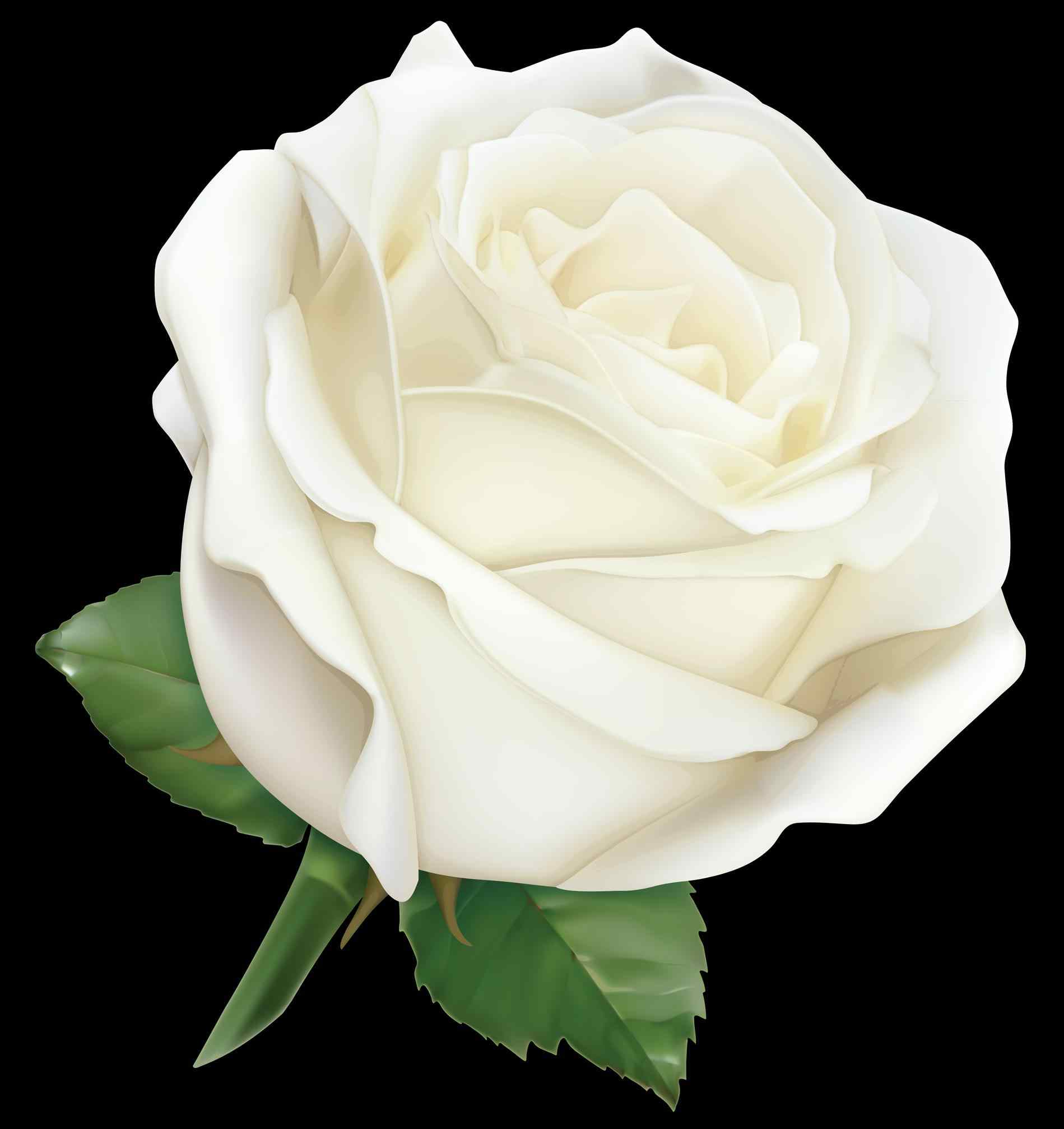 1899x2014 Best White Rose Border Png Transparent Png Blomster