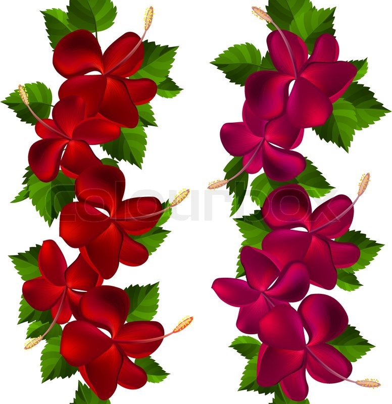 776x800 Samless Border Made Of Hibiscus Flowers On White Stock Vector