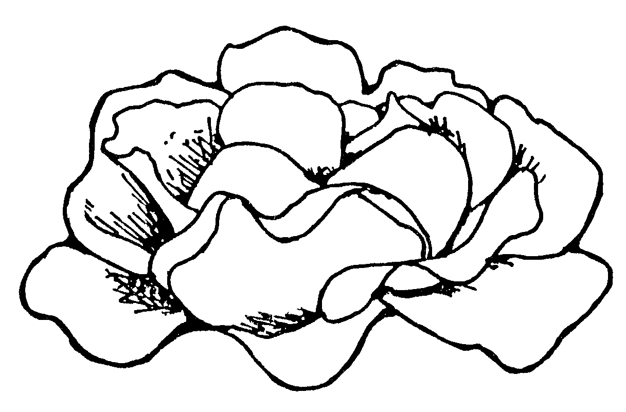 1217x801 Black And White Rose Border Clip Art Clipart Panda