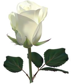 236x275 Single White Rose Clipart