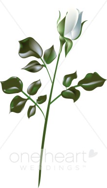 220x388 White Rose Clipart Rose Clipart