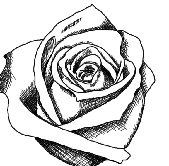 577x564 White Rose Clipart Whaite