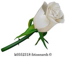 226x194 White Rose Illustrations And Clipart. 18,650 White Rose Royalty