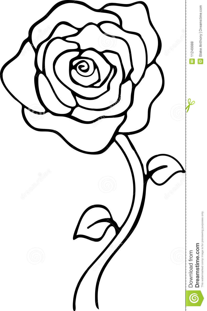 865x1300 White Rose Clipart Line Art