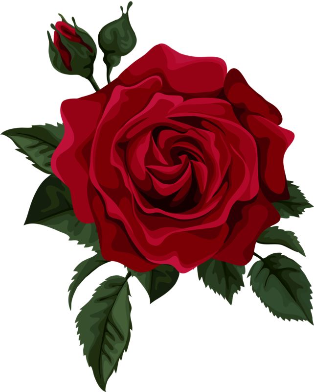 White Rose Png