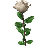 200x200 Download White Roses Free Png Photo Images And Clipart Freepngimg