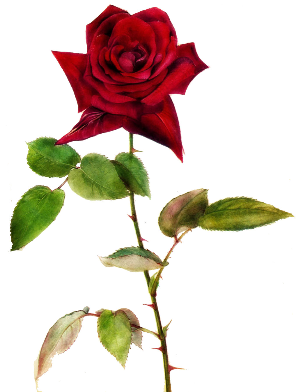 1024x1346 Jinifur Red Red Rose By Jinifur