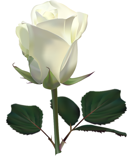 429x500 Large White Rose Png Clipart Pictureu200b Gallery Yopriceville