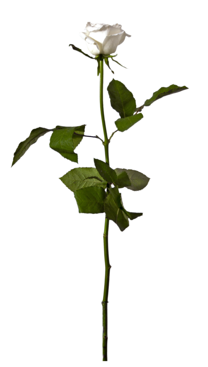 673x1186 Single White Rose