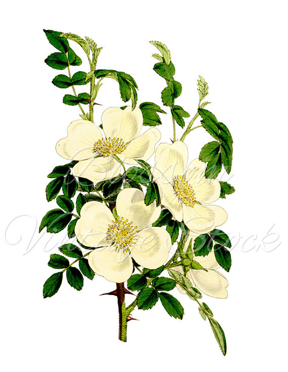 570x738 White Rose Png Rose Clipart Digital Image, Antique Illustration