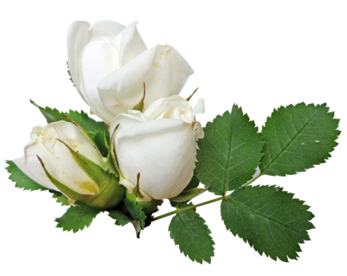 500x398 White Rose Twenty One Isolated Stock Photo By