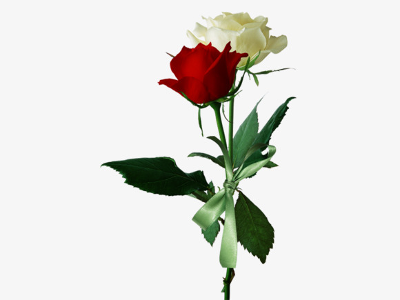 580x435 Red And White Roses In Full Bloom Branches, Rose, Squid, Bloom Png