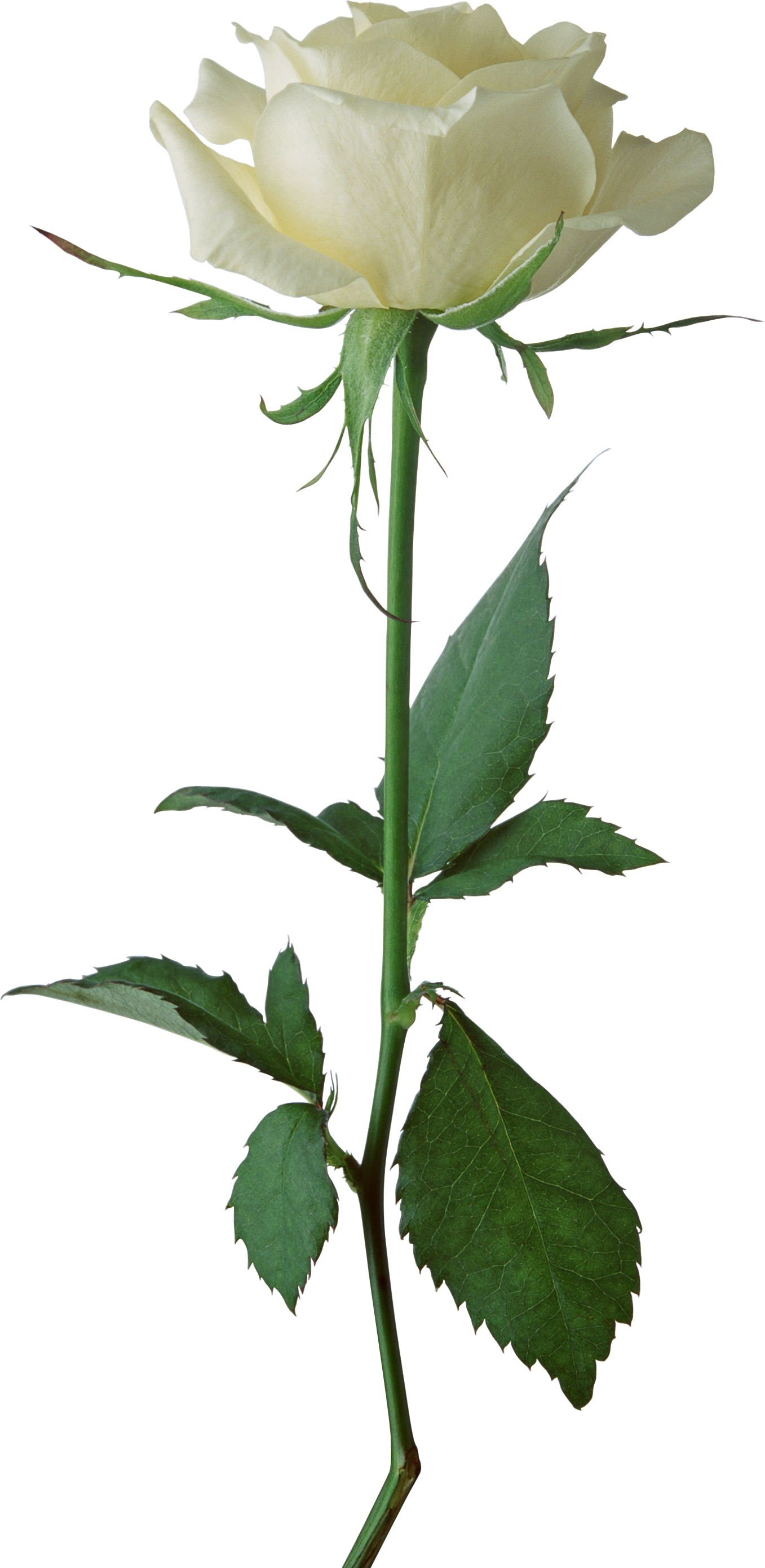 1357x2781 Rose Png Image, Flower White Rose Png Picture