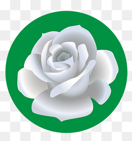 260x278 White Rose, Bouquet, Love Png And Psd File For Free Download