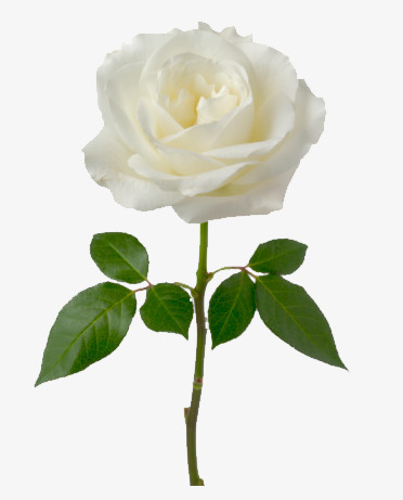 372x461 White Rose, White, Rose, Single Png Image For Free Download