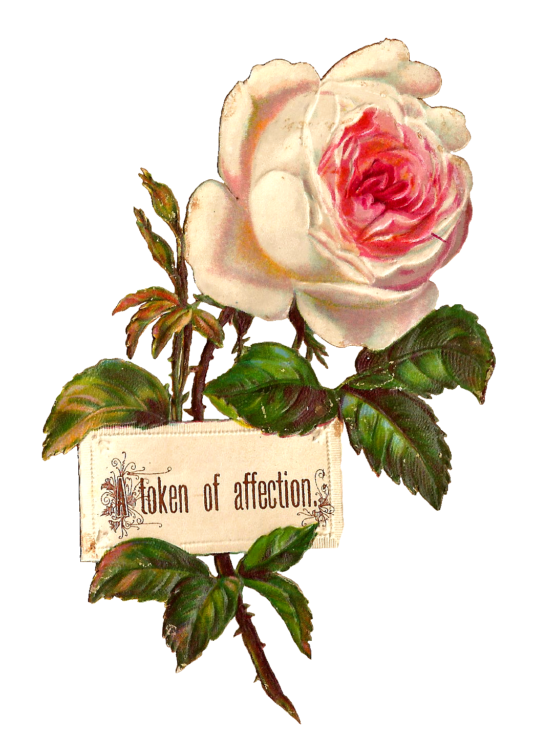 1043x1474 Antique Images Printable White Rose Label Design Blank Digital