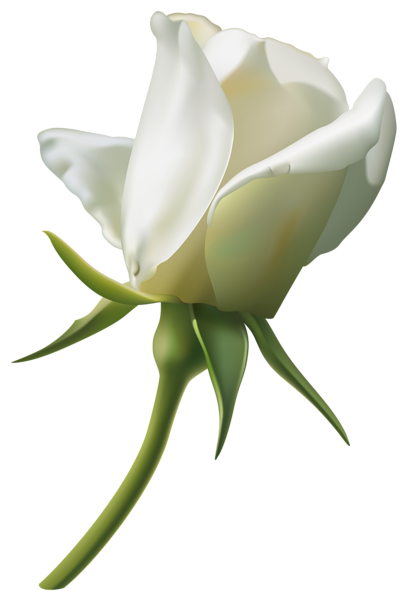 409x600 Beautiful White Rose Bud Png Clipart Imageu200b Gallery Yopriceville