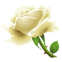 200x200 Download White Rose Transparent Hq Png Image Freepngimg
