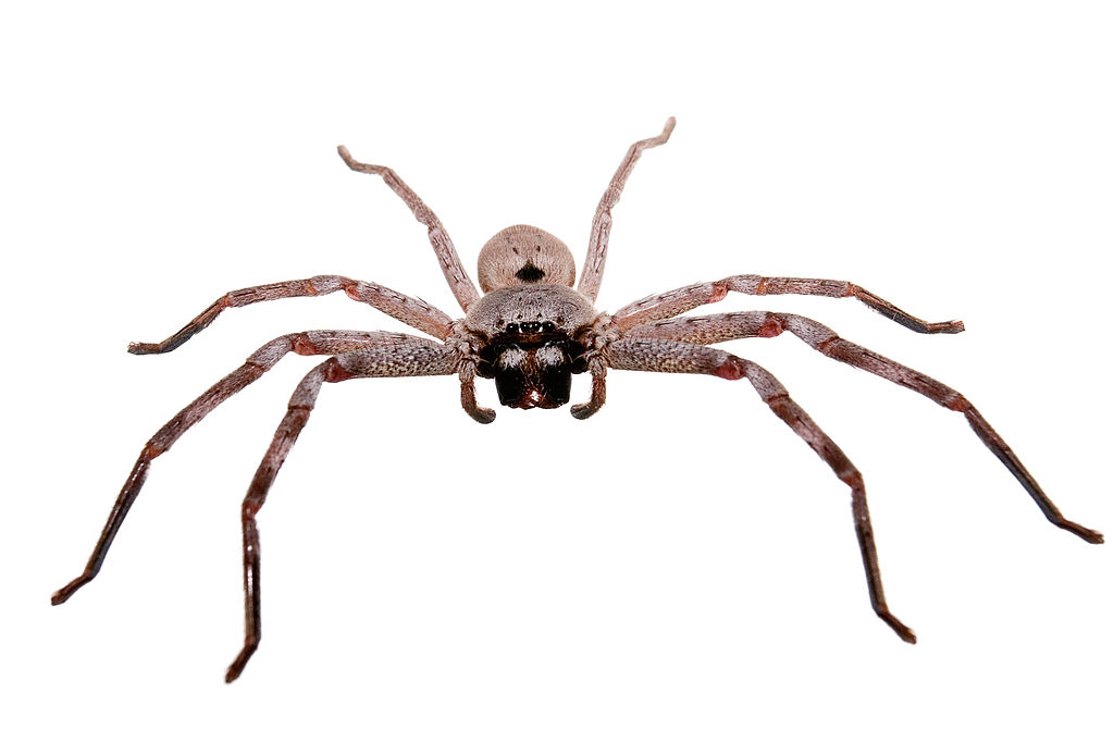 1024x683 Filehuntsman Spider White Bg03.jpg