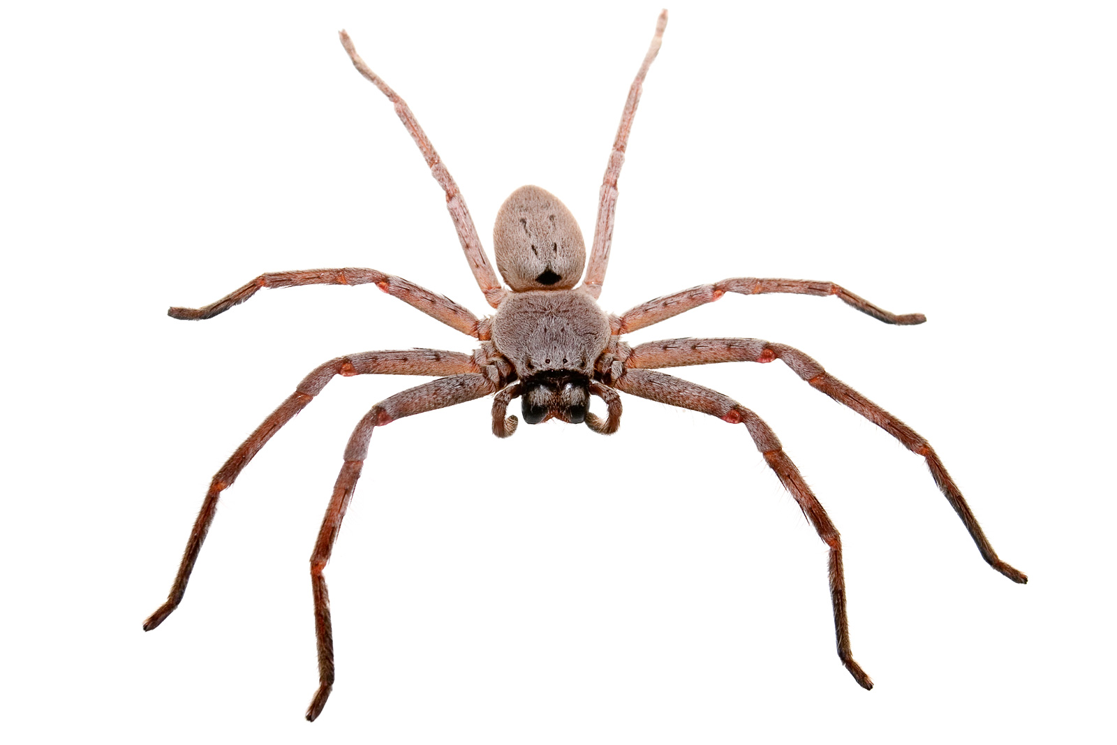 1600x1067 Filehuntsman Spider White Bg04.jpg