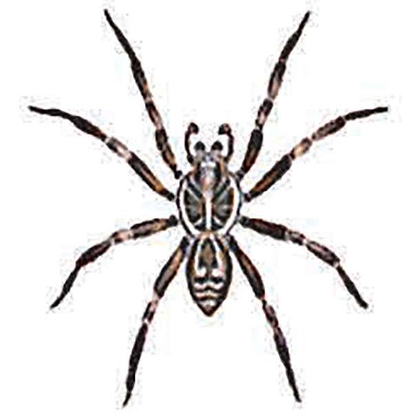 600x600 Spider Identification