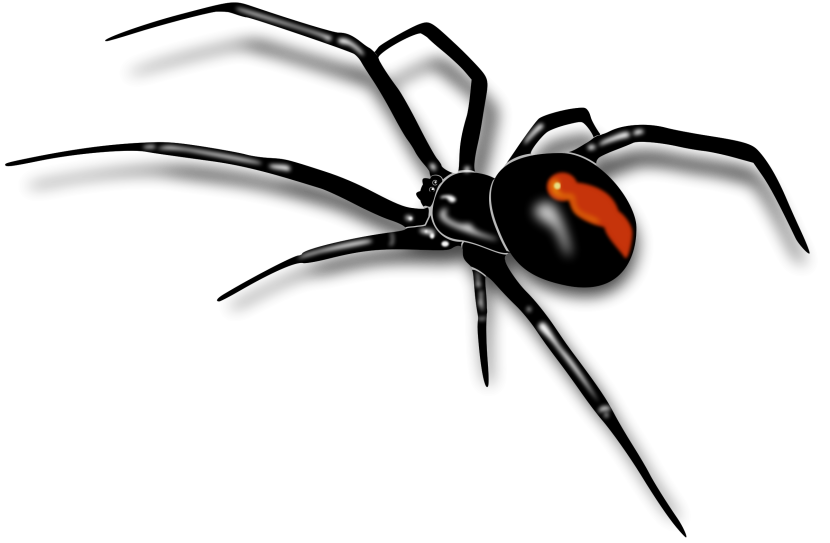 830x543 Spider Black And White Spider Clipart 2