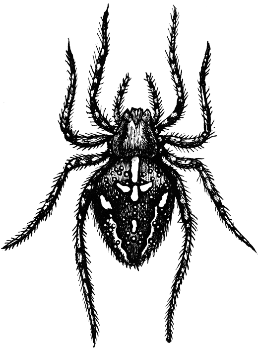 520x700 Spider Black And White Spider Clipart Black And White Free Images