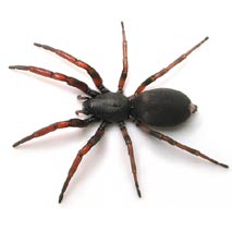 213x213 Victorian Spiders