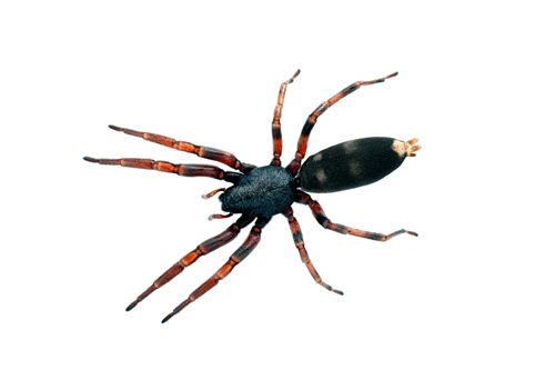 500x333 White Tail Spider Control Melbourne White Tailed Spider Removal