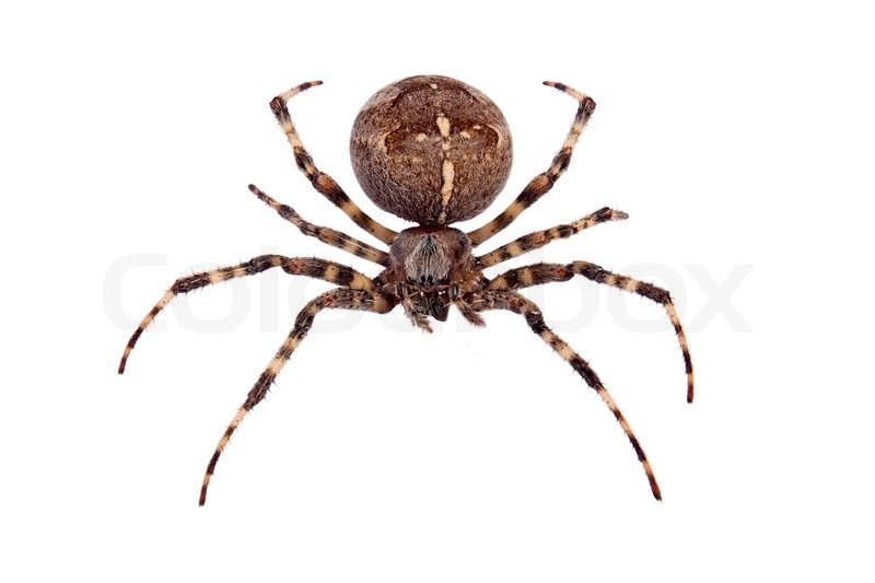 800x533 Cross Spider Isolated On Pure White Background Stock Photo