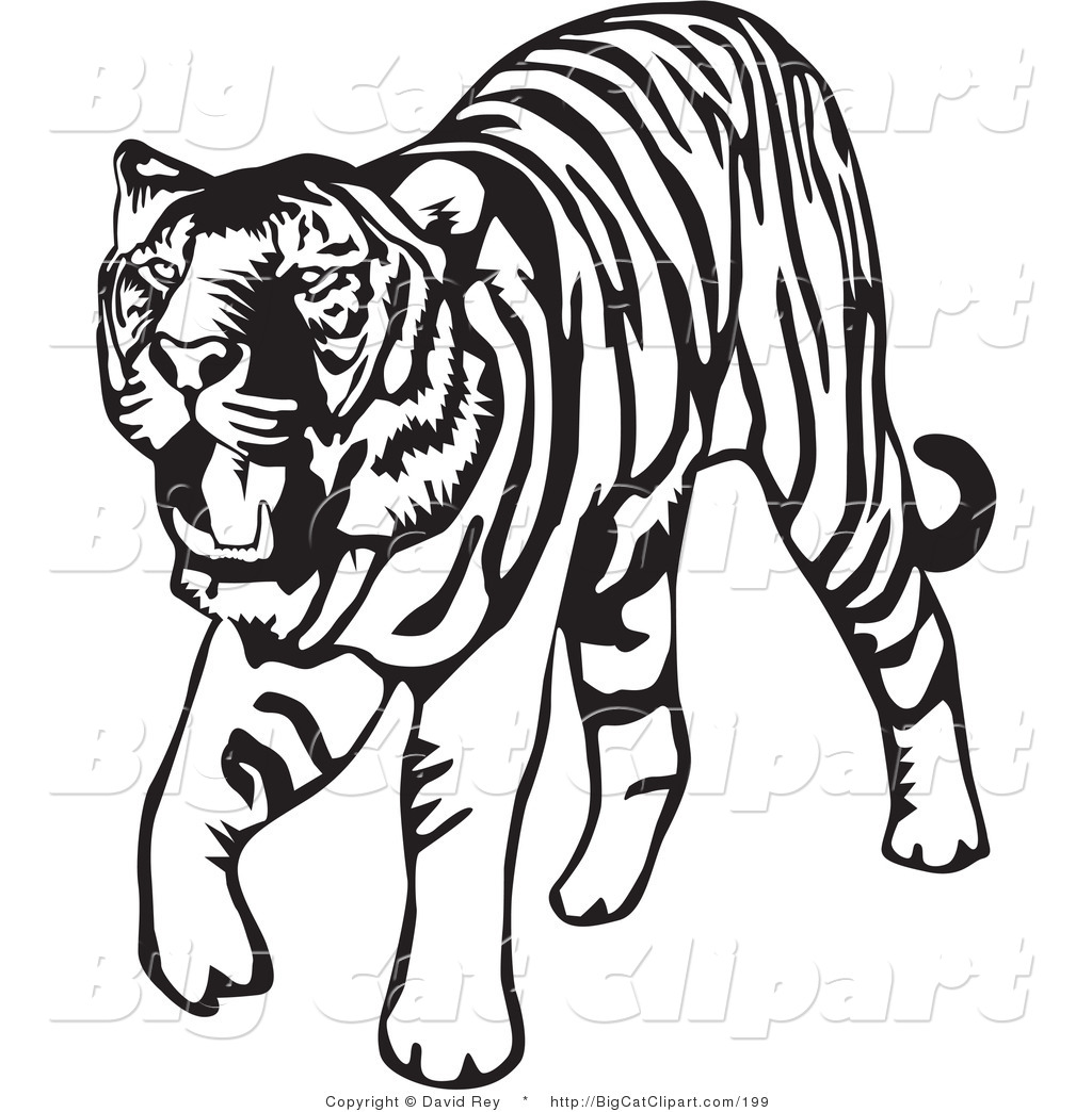 1024x1044 Big Cat Vector Clipart Of A Walking Black And White Tiger On White