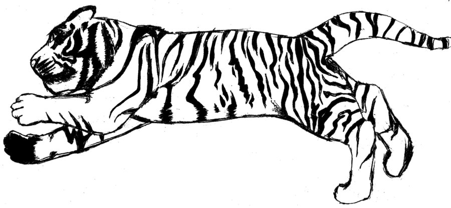 900x415 Black And White Tiger Clipart