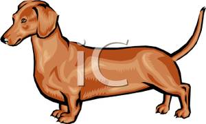 300x180 Art Image A Brown Wiener Dog