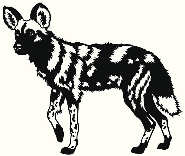 612x516 Wild Dog Clipart