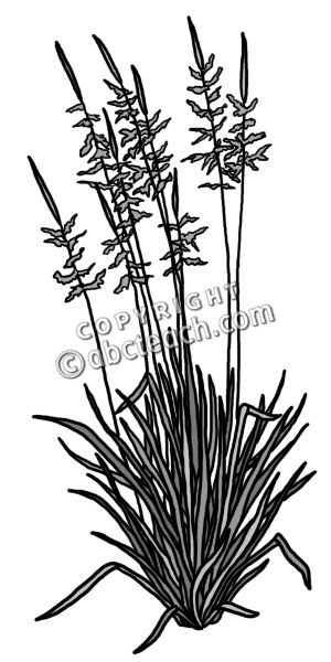 300x600 Wild Rice Clipart
