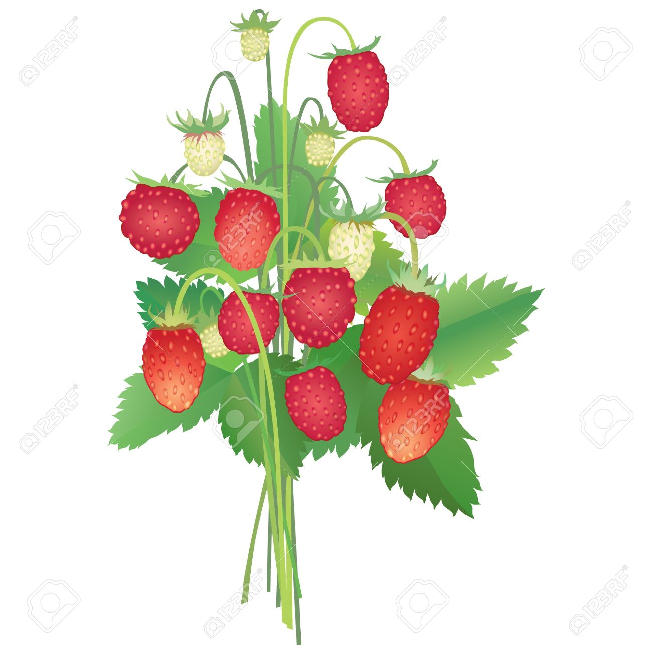 1300x1300 Wild Strawberry Clipart