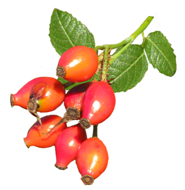 363x373 Graphics For Graphics Rose Hips