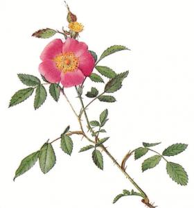 280x300 Rose 4 Clip Art Download