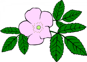 300x213 Wild Rose Clip Art Download