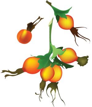 299x350 Wild Rose Flower, Vector Files