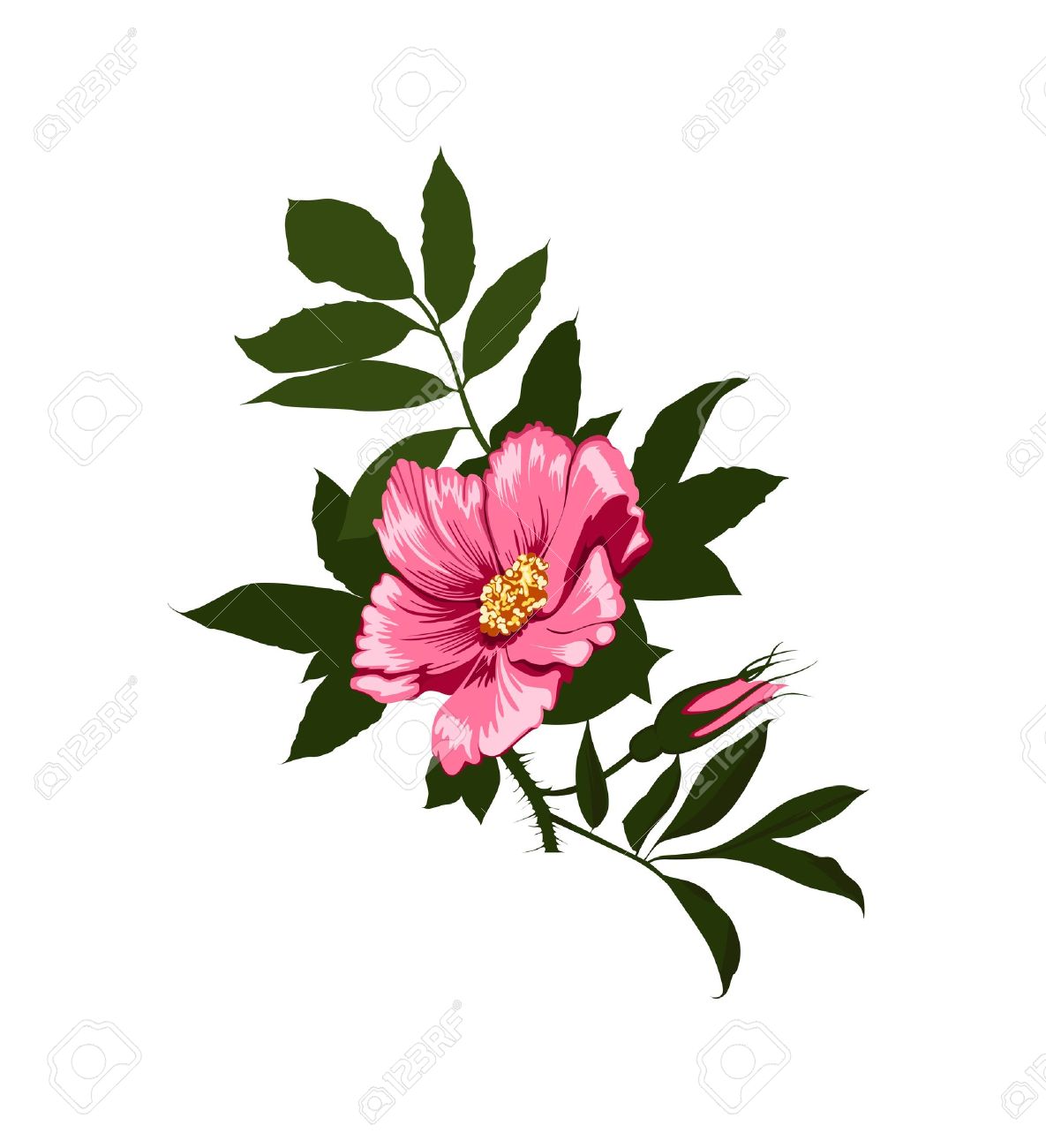 1185x1300 Wild Rose Bush Clipart