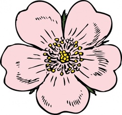 250x237 Wildrose Clipart