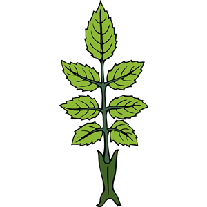 300x300 Wild Rose Branch Clipart, Cliparts Of Wild Rose Branch Free