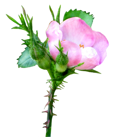 392x472 Flower Image Gallery