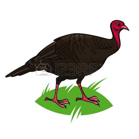 450x450 Top 90 Wild Turkey Clip Art