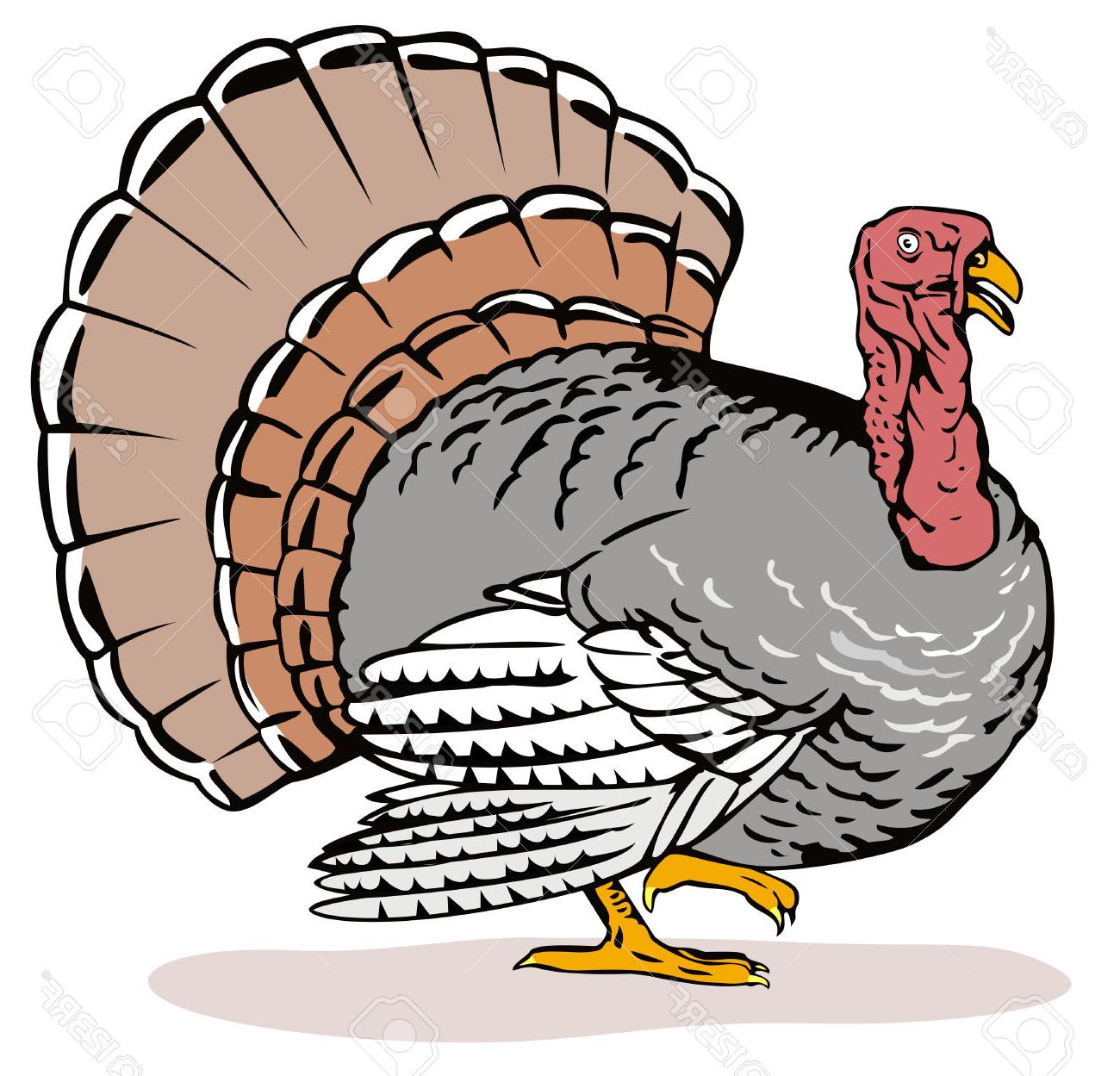 1300x1249 Best Hd Wild Turkey Clipart File Free