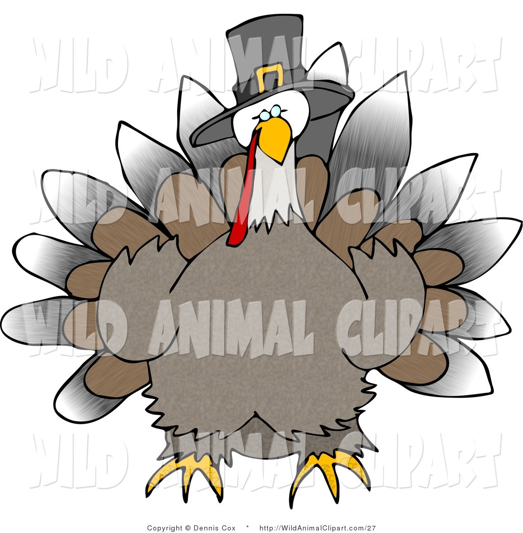 1024x1044 Royalty Free Turkey Stock Wildlife Designs