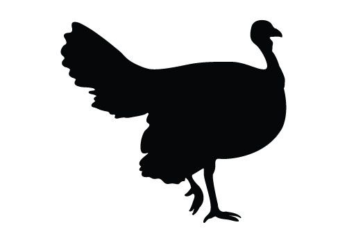 500x350 Top 92 Wild Turkey Clipart