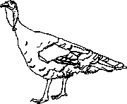 180x147 Wild Turkey Clipart